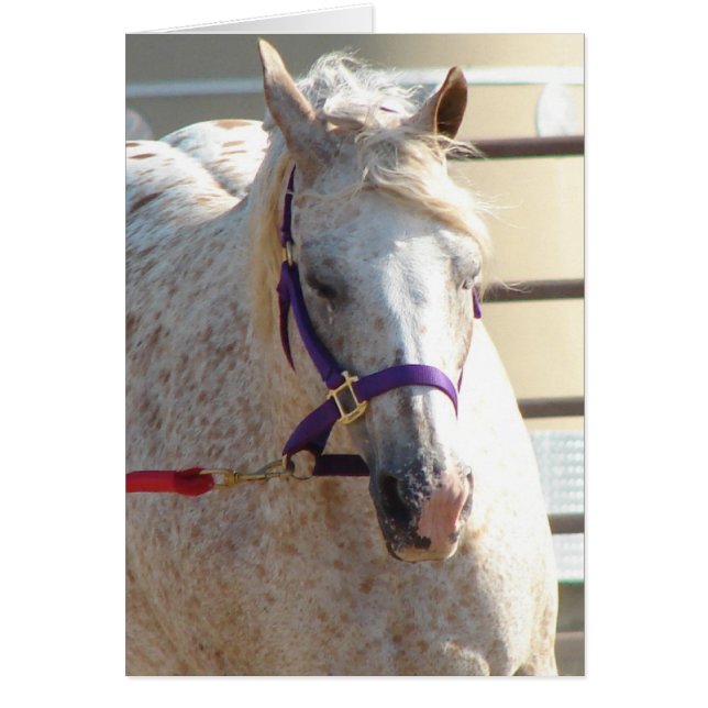 Cartão Pony das Américas On Lunge-Line (Frente)