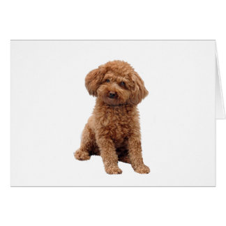 Cartão Poodle - Apricot (Toy ou Min.)