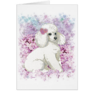 Cartão Poodle Branco na Arte Lilacs e Presentes