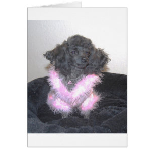Cartão Poodle Brinquedo Negro no Suéter Rosa oh la