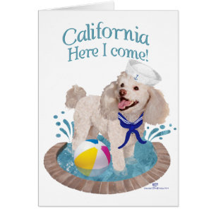 Cartão Poodle Califórnia