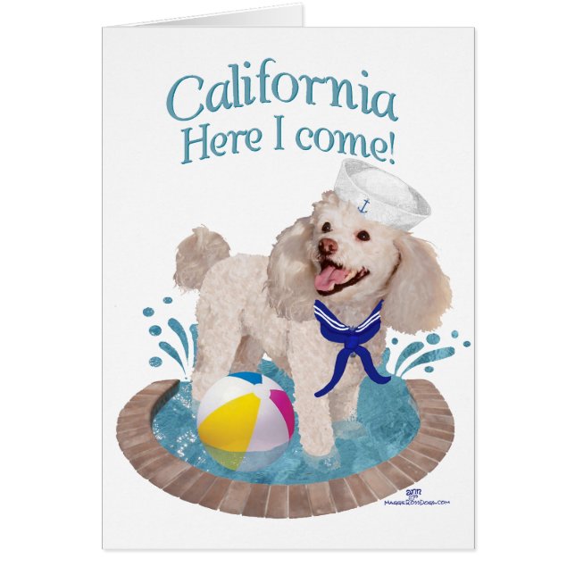 Cartão Poodle Califórnia (Frente)