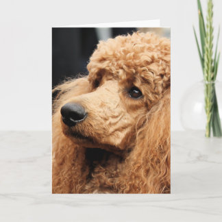 Cartão Poodle Day 2010 #19