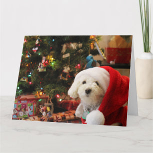 Cartão Poodle Fofo de Natal