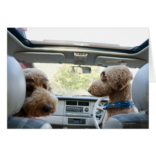 Cartão poodle padrão (Frente Horizontal)