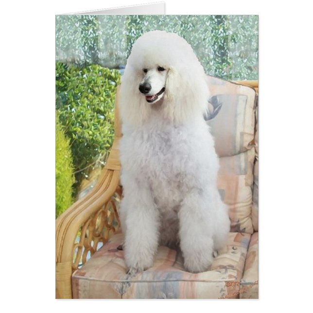 Cartão Poodle Padrão Branco (Frente)