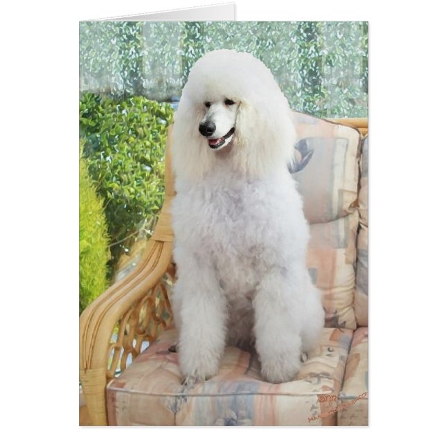 Cartão Poodle Padrão Branco (Frente)