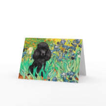 Poodle (preto 1) - Íris