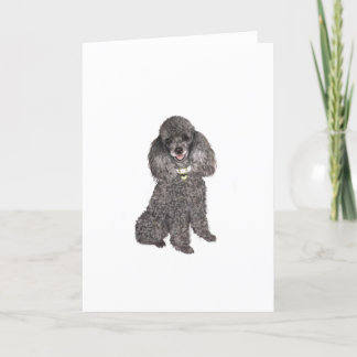 Cartão Poodle - Toy /Miniature Silver