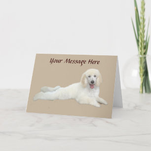 Cartão Poodle White Beautiful Greeting Card