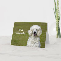 Poodle White Dog Foto Simpatia