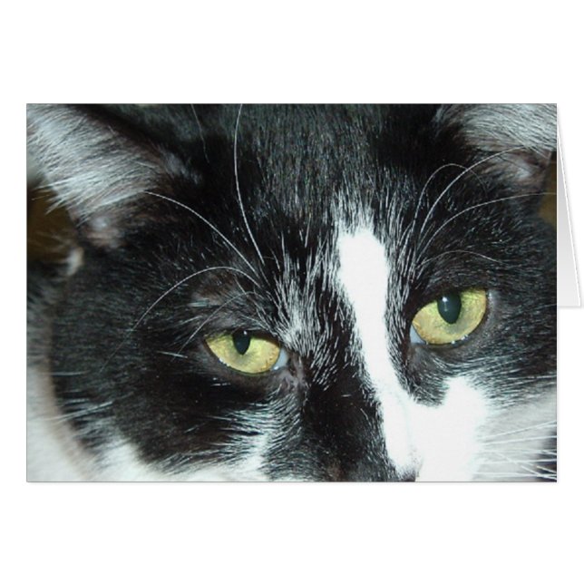 Cartão Pop Art Cat (Frente Horizontal)