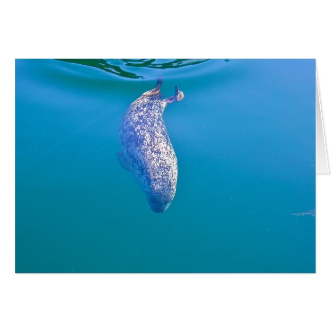 Cartão Popeye o selo, porto de sexta-feira, WA (Frente Horizontal)