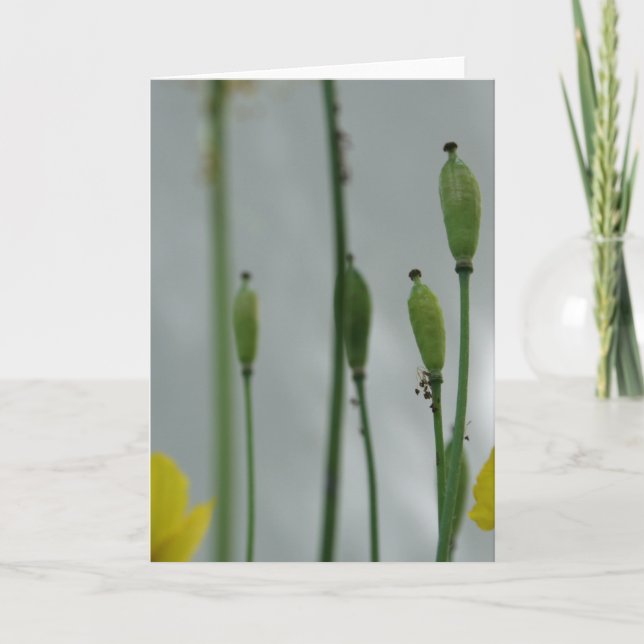 Cartão Poppies e sombra 11 Fotografia Floral Saudação C (Frente)