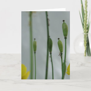 Cartão Poppies e sombra 11 Fotografia Floral Saudação C