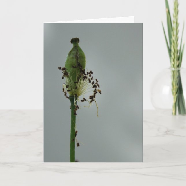 Cartão Poppies e sombra 12 Fotografia Floral Saudação C (Frente)