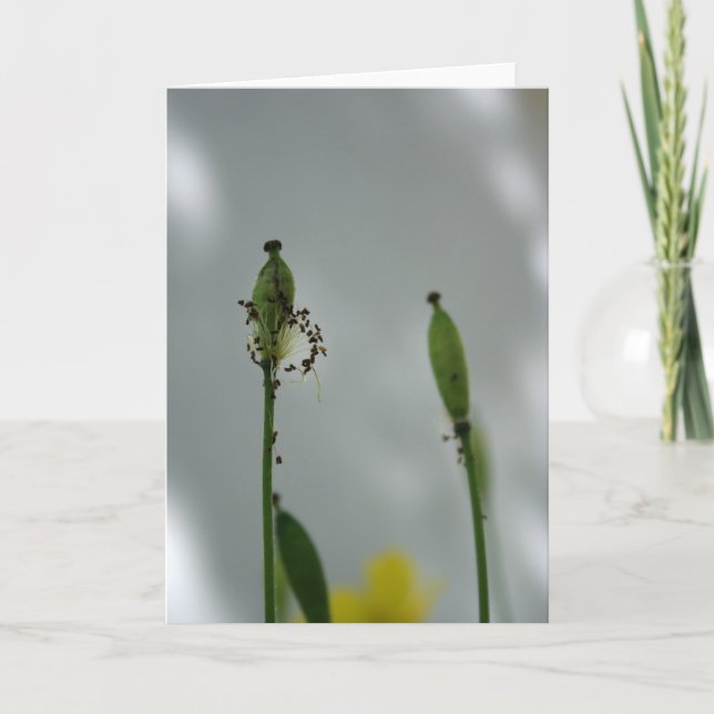 Cartão Poppies e sombra 5 Fim da vida para nova geração (Frente)