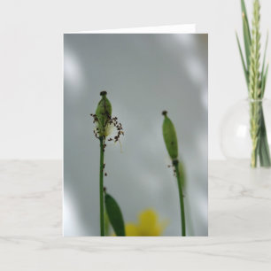 Cartão Poppies e sombra 5 Fim da vida para nova geração