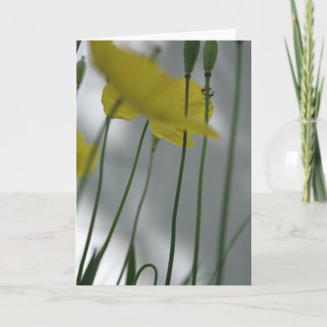 Cartão Poppies e sombra 8 Fotografia Floral Saudação C (Frente)