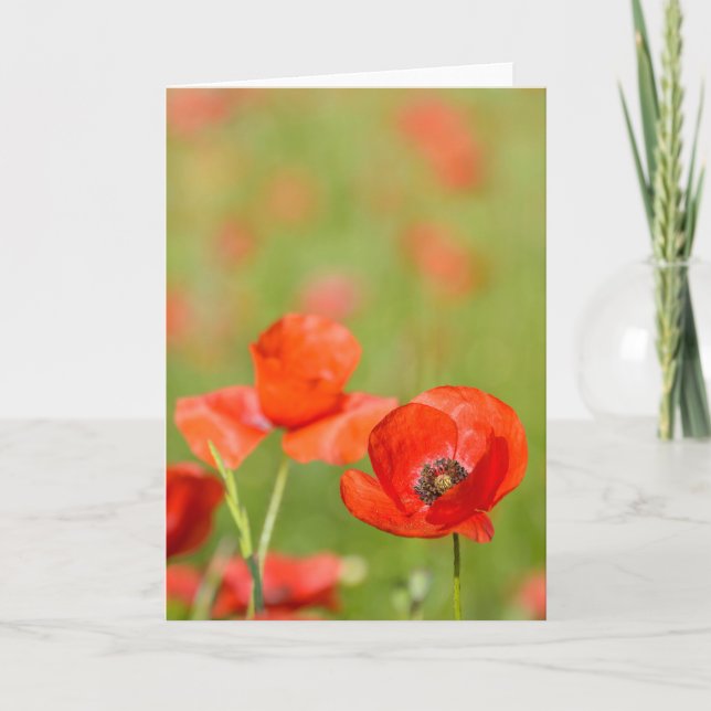 Cartão Poppies in a poppy field greeting card (Frente)