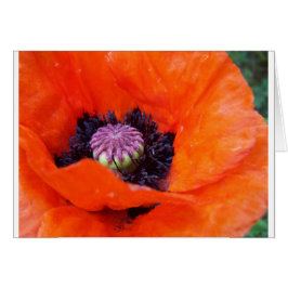 Cartão Poppy