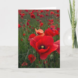 Cartão Poppy Field Card
