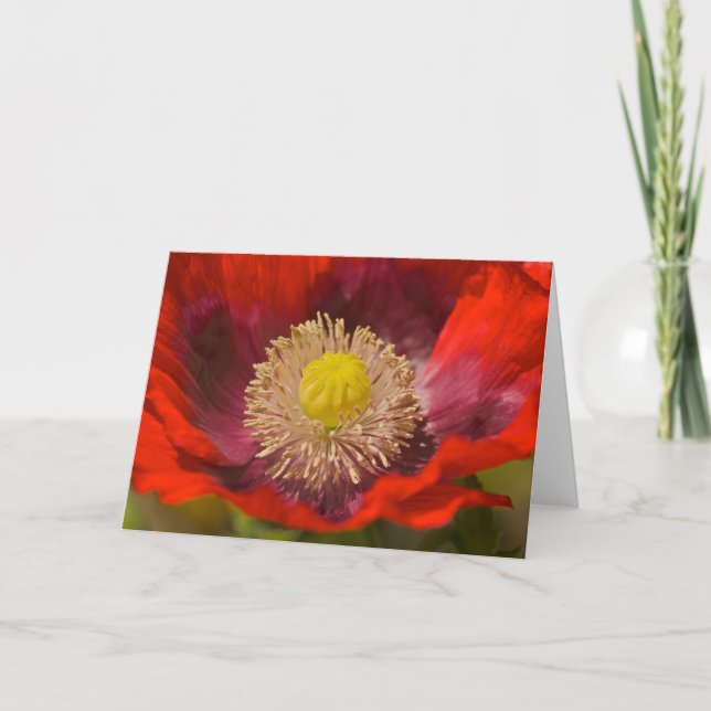 Cartão Poppy Greeting Card (Frente)