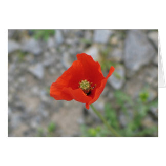 Cartão Poppy, Newgrange, Irlanda Norte