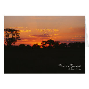 Cartão Por do sol da acácia