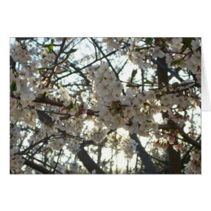 Cartão Por do sol de florescência do primavera das flore