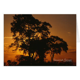 Cartão Por do sol do savana