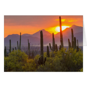 Cartão Pôr do sol no cacto do deserto, Arizona