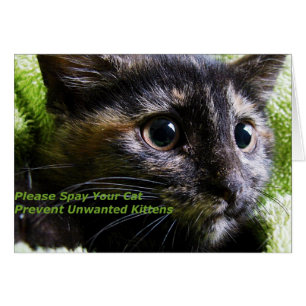 Cartão Por Favor, Salve Seu Gato Para Evitar Gatinhos Ind