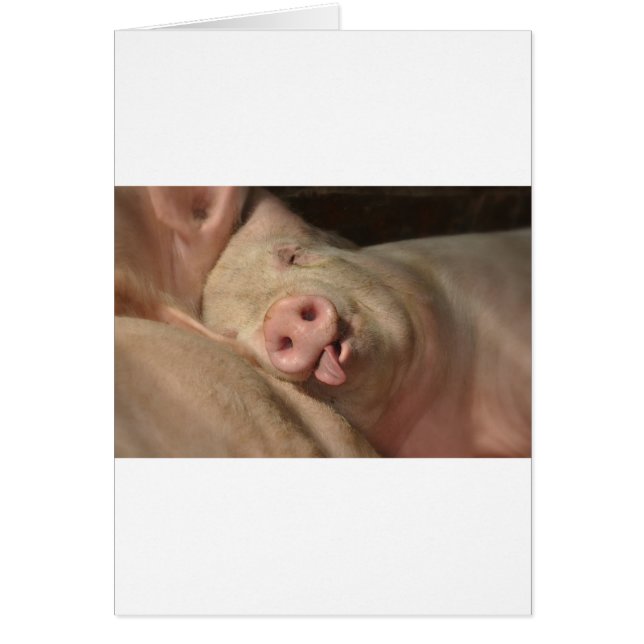 Cartão porco (Frente)