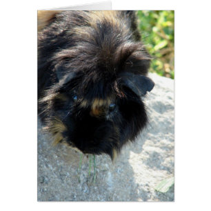 Cartão Porco de Guiné em Rock