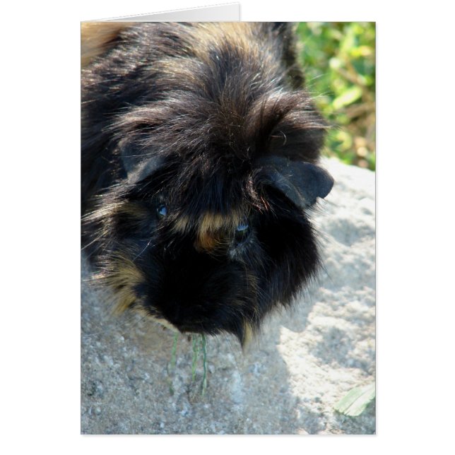 Cartão Porco guineense no Rock (Frente)