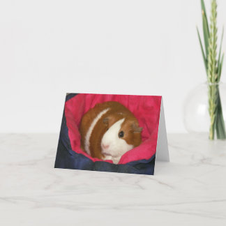 Cartão Porco guineense num Cozie Notecard