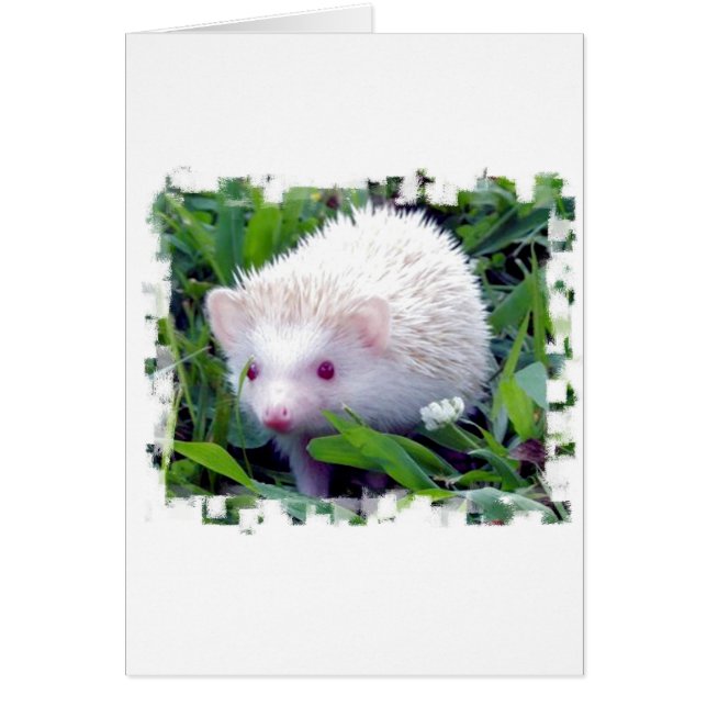 Cartão Porco na grama (Frente)