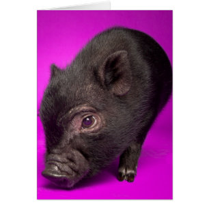 Cartão Porco Negro Bebê