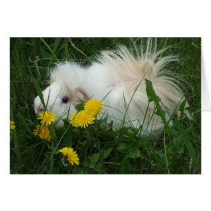 Cartão Porco selvagem