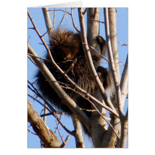 Cartão Porcupine