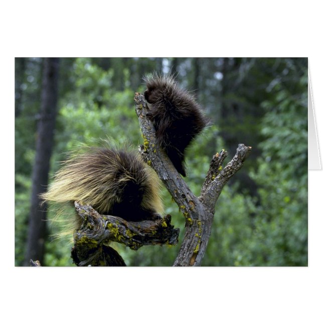 Cartão Porcupines — mãe de verão com jovens (Frente Horizontal)