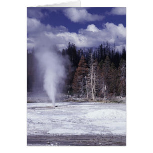 Cartão Pork Chop Geyser ,Yellowstone National Park