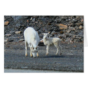 Cartão Portas da placa de Vazio do Ártico