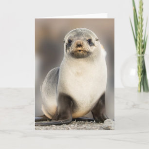 Cartão Portrait of Seal Pup on the Beach