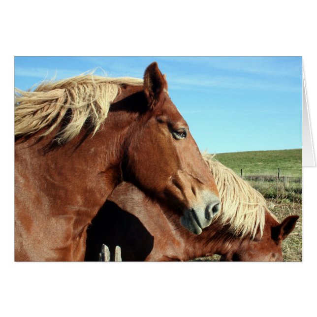 Cartão Portriato de cavalo (Frente Horizontal)