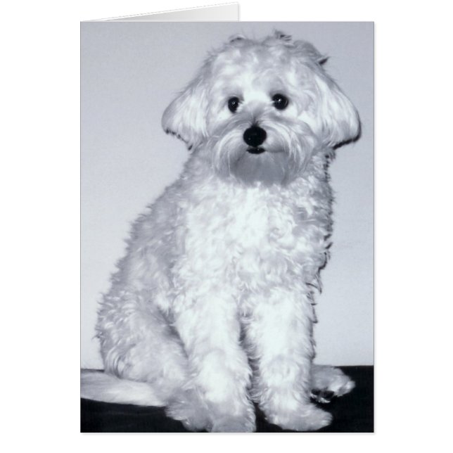 Cartão Pose branca do filhote de cachorro (Frente)