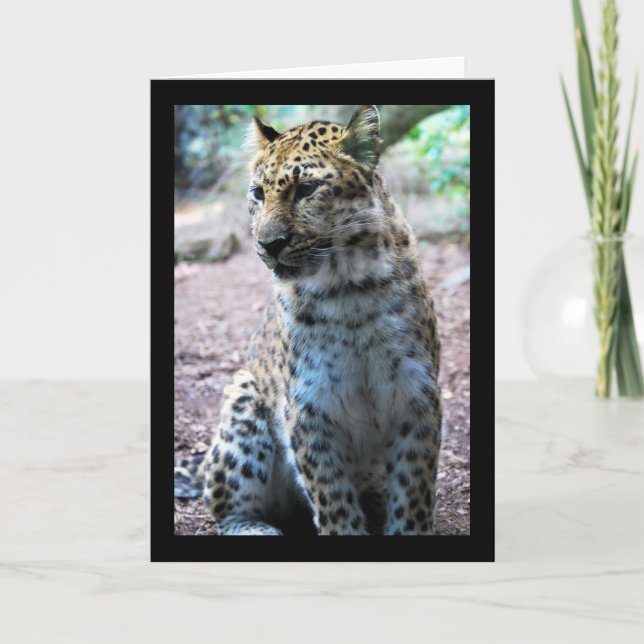 Cartão Pose de Leopardo (Frente)