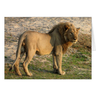Cartão Posição do leão (dos Lions Clube) (Katavi,