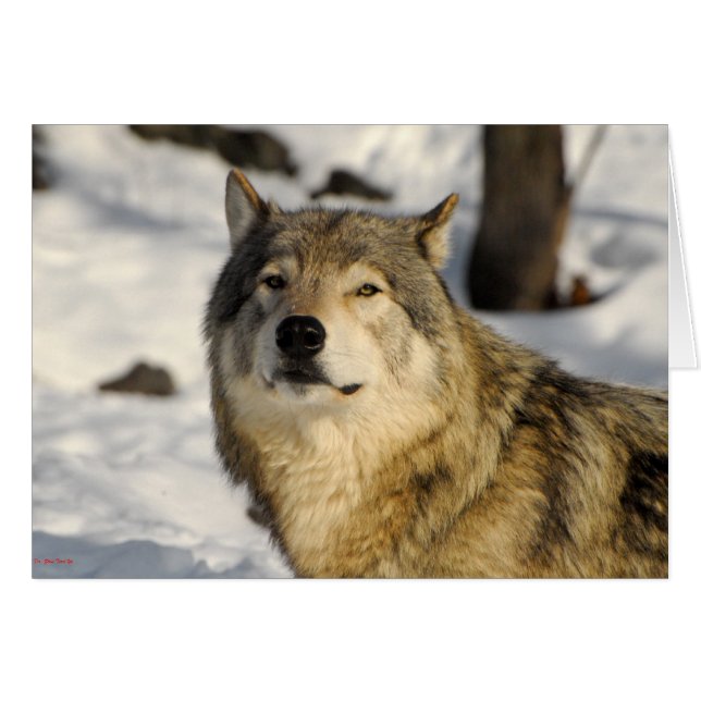 Cartão Posição orgulhosa (Frente Horizontal)